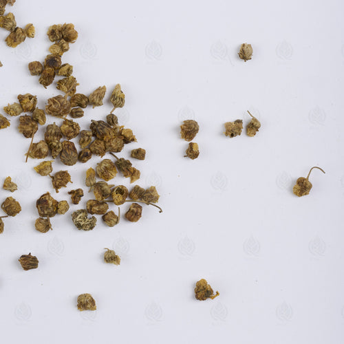 Boutons de Chrysanthème sauvage (Ye Ju Hua) – vue de dessus