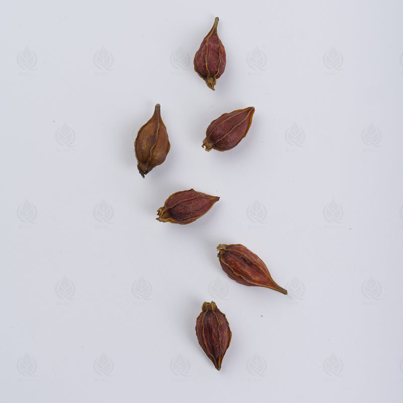 Fruit du Gardénia (Zhi Zi) – vue de dessus